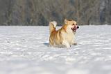 CORGI PEMBROKE 978